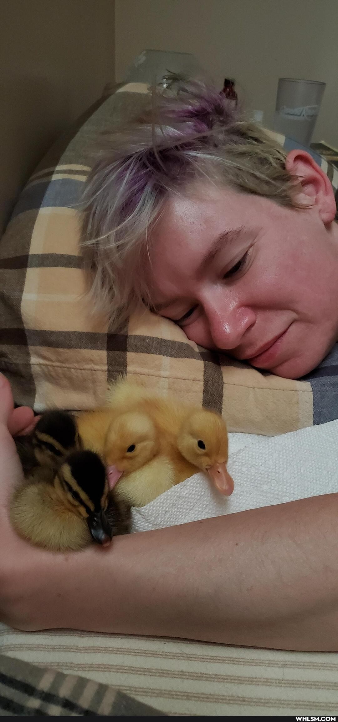 baby_animals, ducks, karl_king_of_ducks