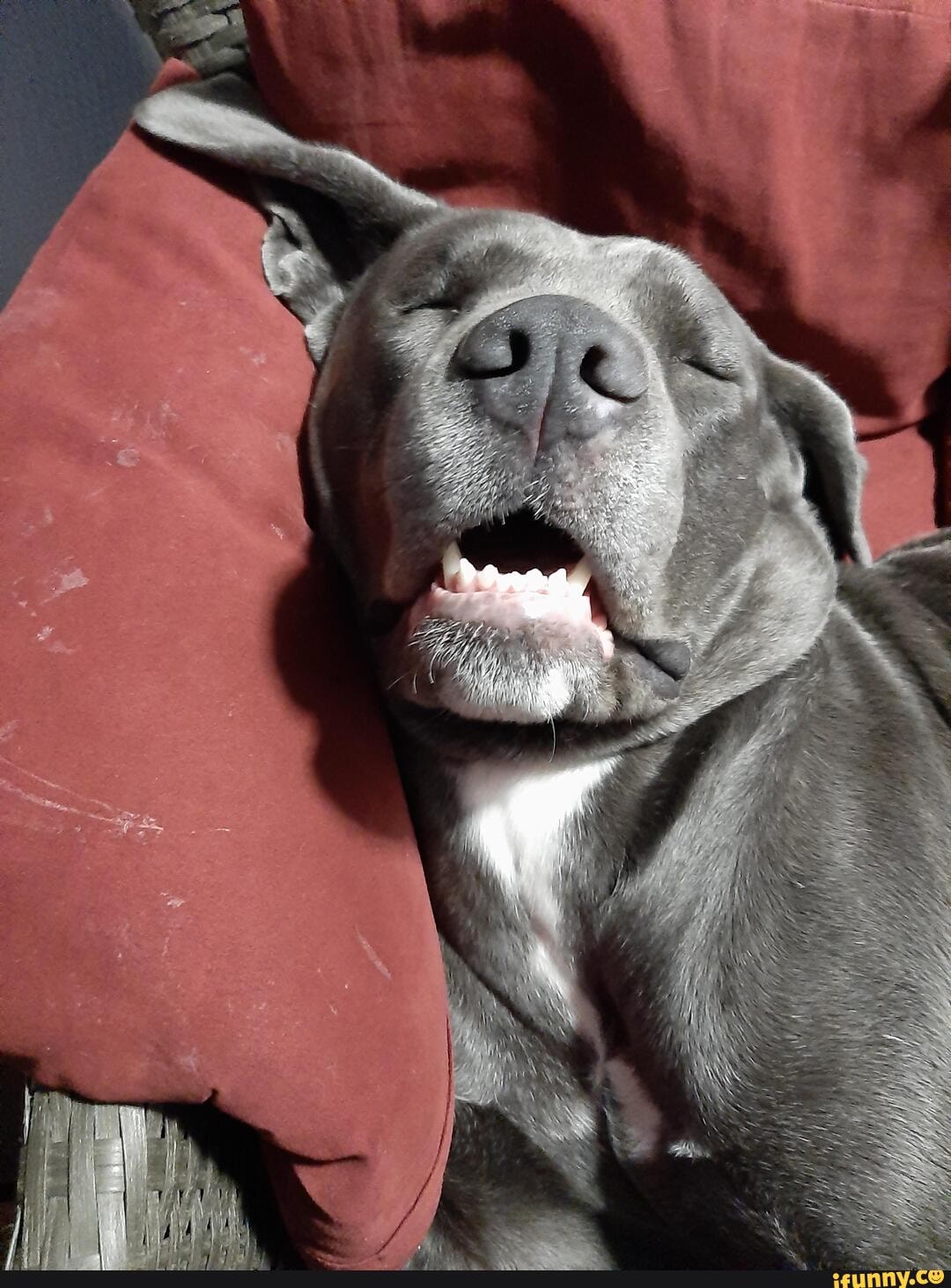 funny, cute, dogs, animals