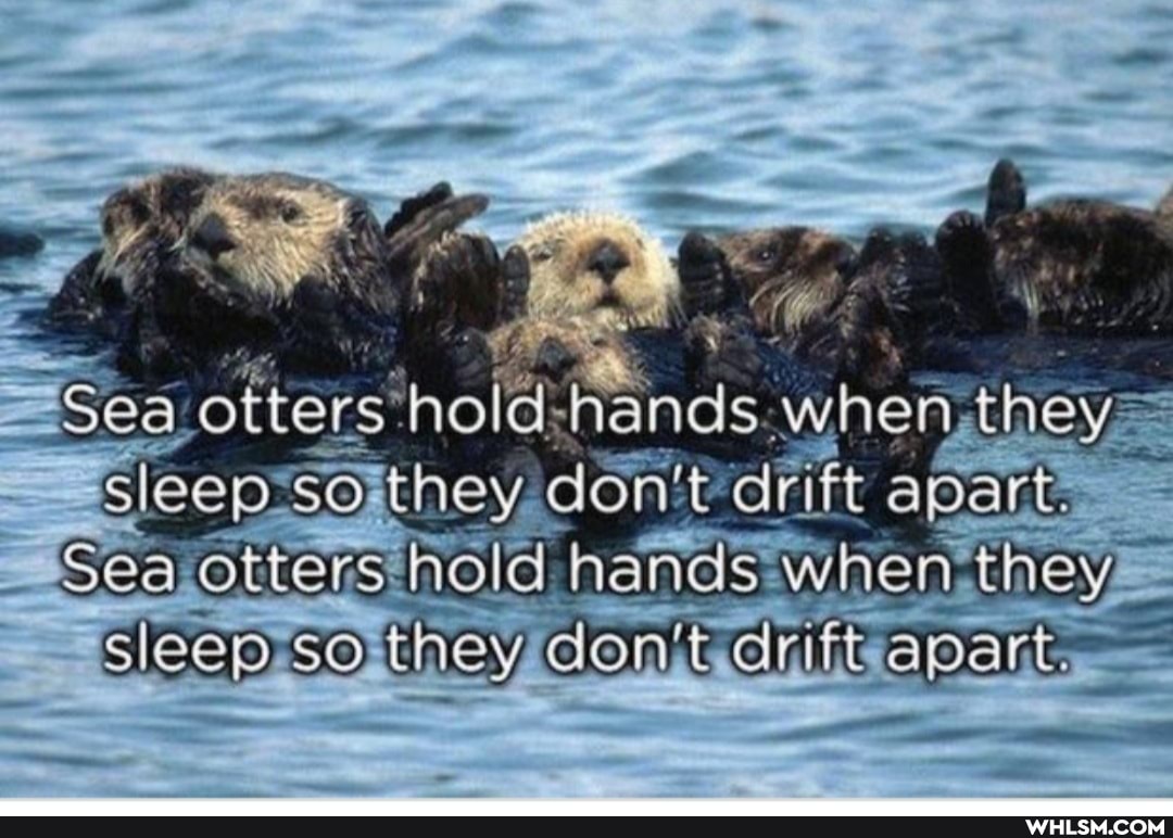 they=
Ged
SO they don't drift apart.
Sea otters-hold hands when they sleep SO they dvift apart