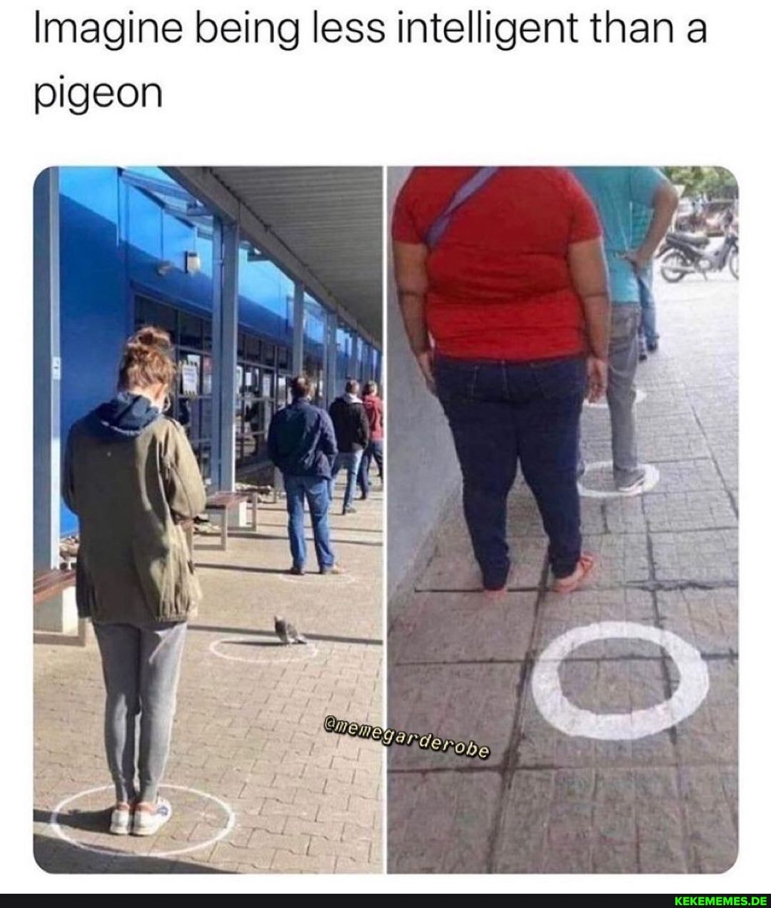 Imagine being less intelligent than a pigeon