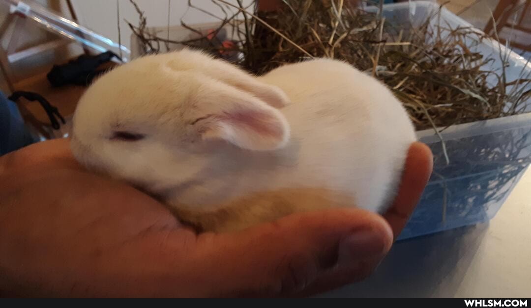 bunny, bunny_rabbit, bunbun, rabbit, baby_animals