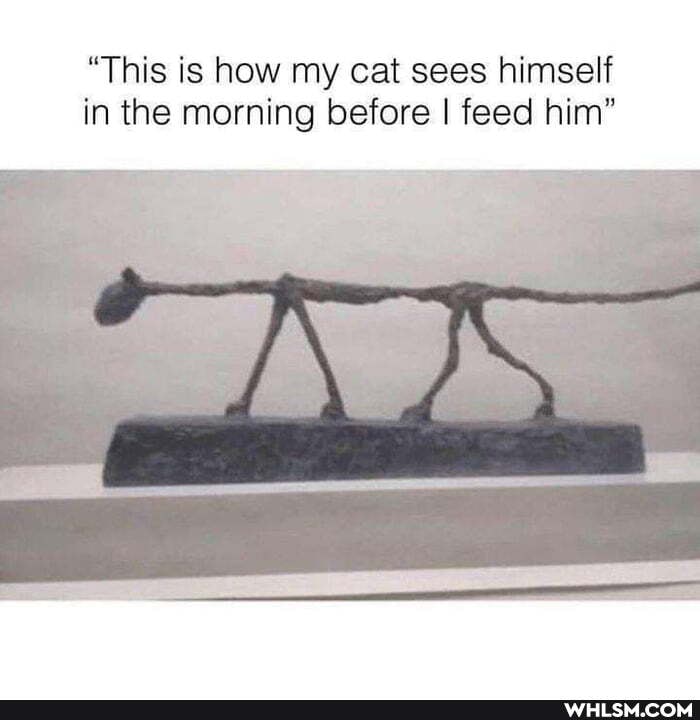 "This is how my cat sees himself in the morning before I feed him"