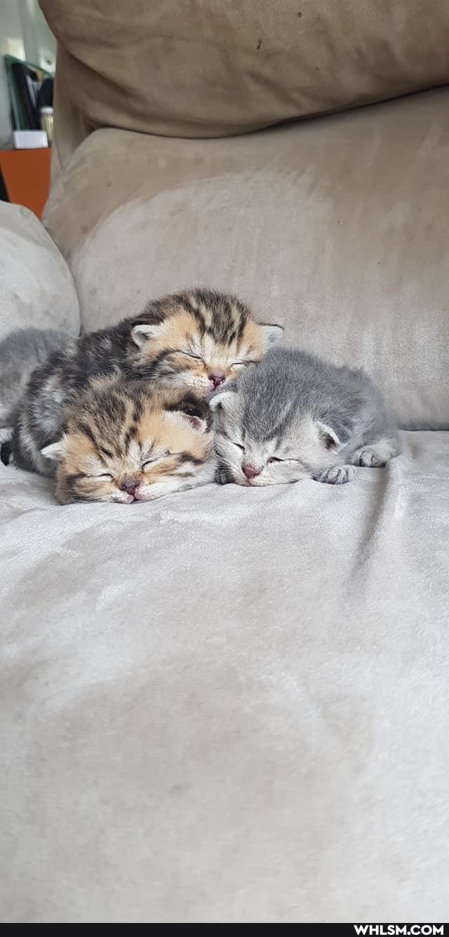 cats, cat, puppy