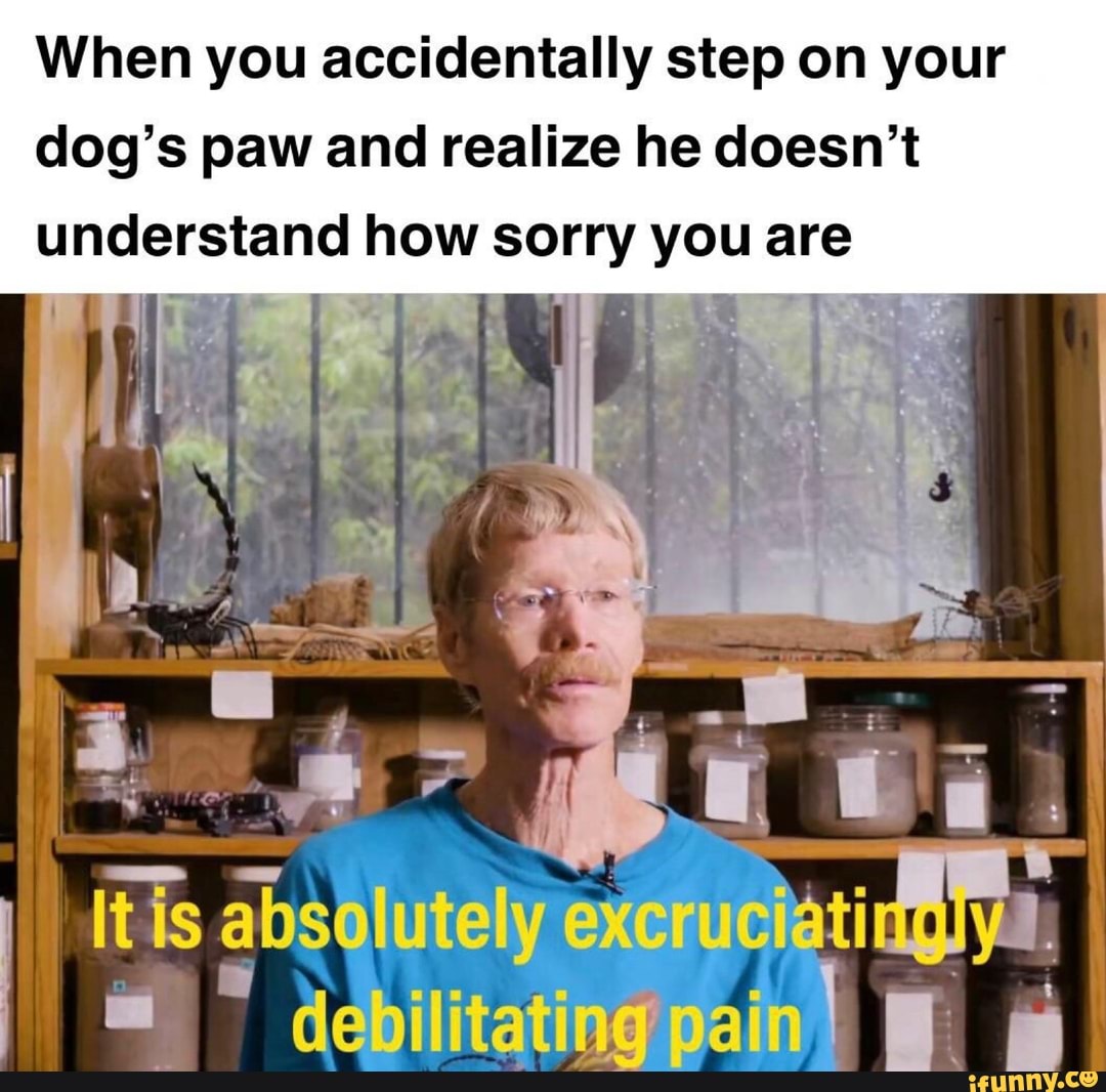 When you accidentally step on your dog’s paw and realize he doesn’t