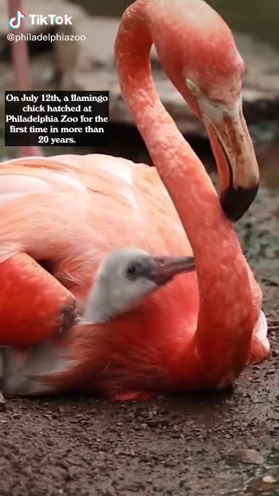 Flamingo Memes Best Collection Of Funny Flamingo Pictures On Ifunny - hall of flamingo memes roblox