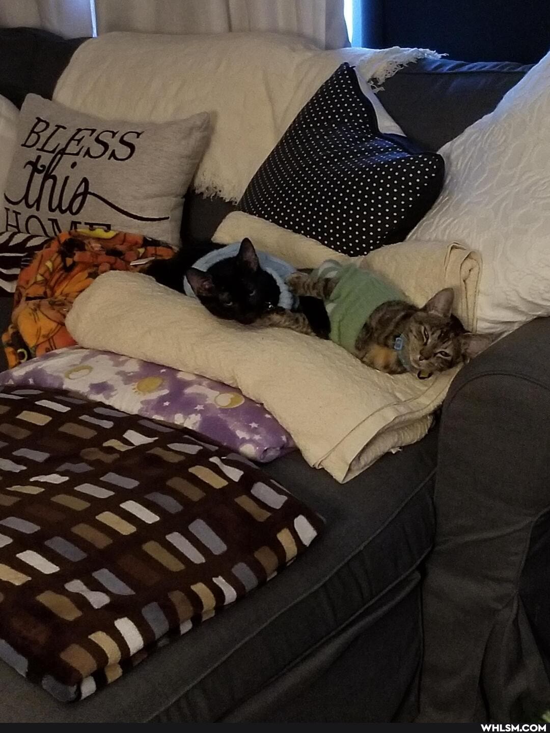 cat, aww, kitten
