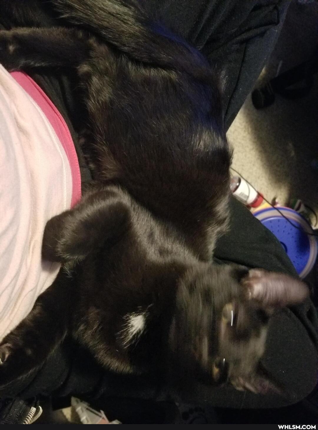 cat, aww, kitten