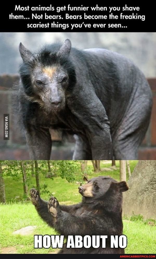 Most animals get funnier when you shave them... Not bears. Bears become the freaking scariest things you've ever seen...
HOW ABOUT NO
