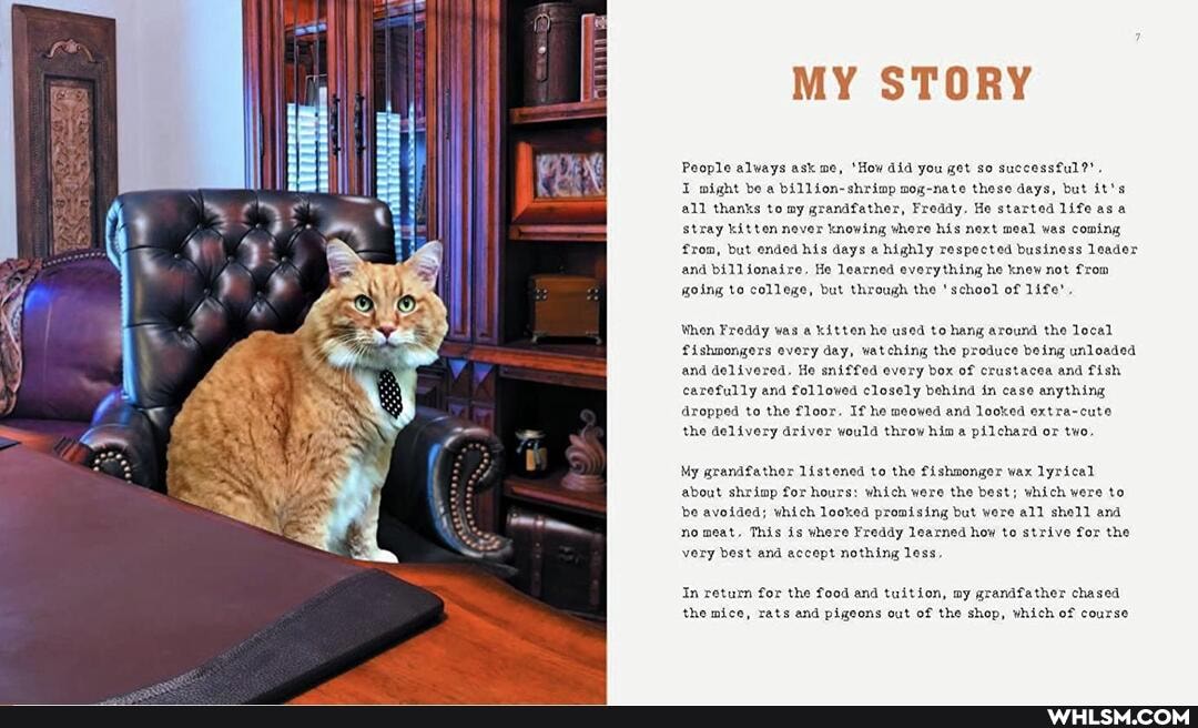MY STORY
People always ask me, 'How did you get so successful?" .
might be a billion-shrimp mog-nate these days, but it's all thanks to my grandfather, Freddy. He started life asa stray kitten never knowing where his next meal was coming from, but ended his days a highly respected business leader and billionaire. He learned everything he knew not from joing to college, but through the 'school of life'.
When Freddy was a kitten he used to hang around the lecal fishmongers every day, watching the produce being unloaded and delivered. He sniffed every box of crustacea and fish carefully and followed closely behind in case anything dropped to the floor. If he meowed and looked extra-cute the delivery driver would throw him pilchard or two.
My grandfather listened to the fishmonger wax lyrical about shrimp for hours: which were the best; which were to be avoided; which looked promising but were all shell and
no meat. This is where Freddy learned how to strive for the very best and accept nothing less.
In return for the food and tuition, my grandfather chased the mice, rats and pigeons out of the shop, which of course