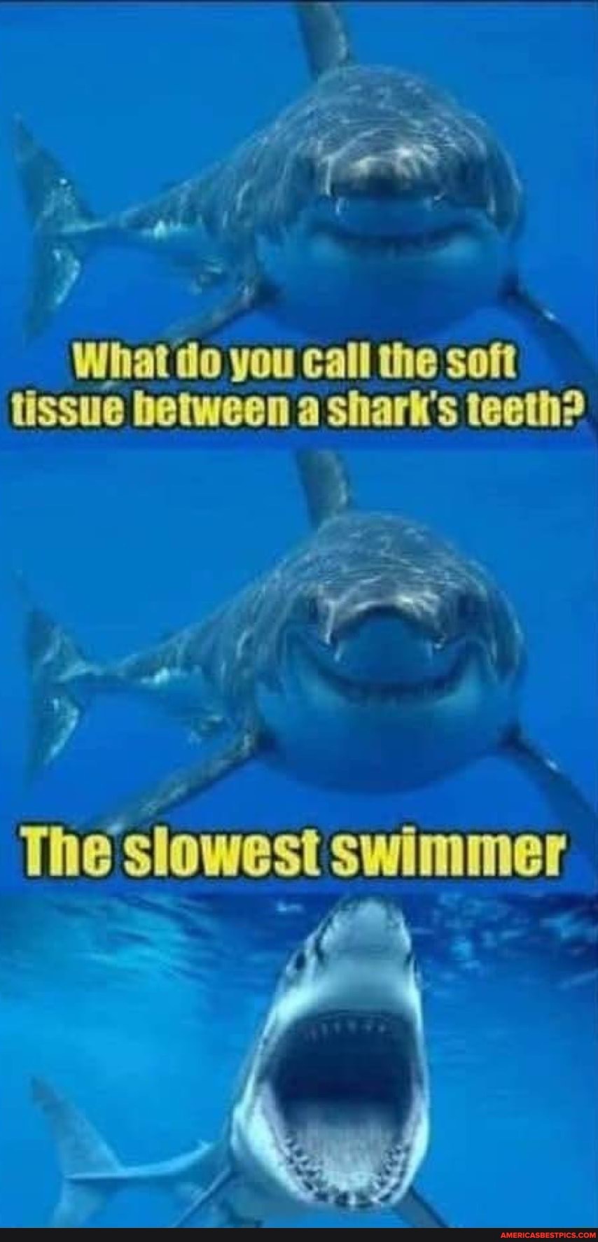 Av What do you call the soft tissue between a shark's teeth? America