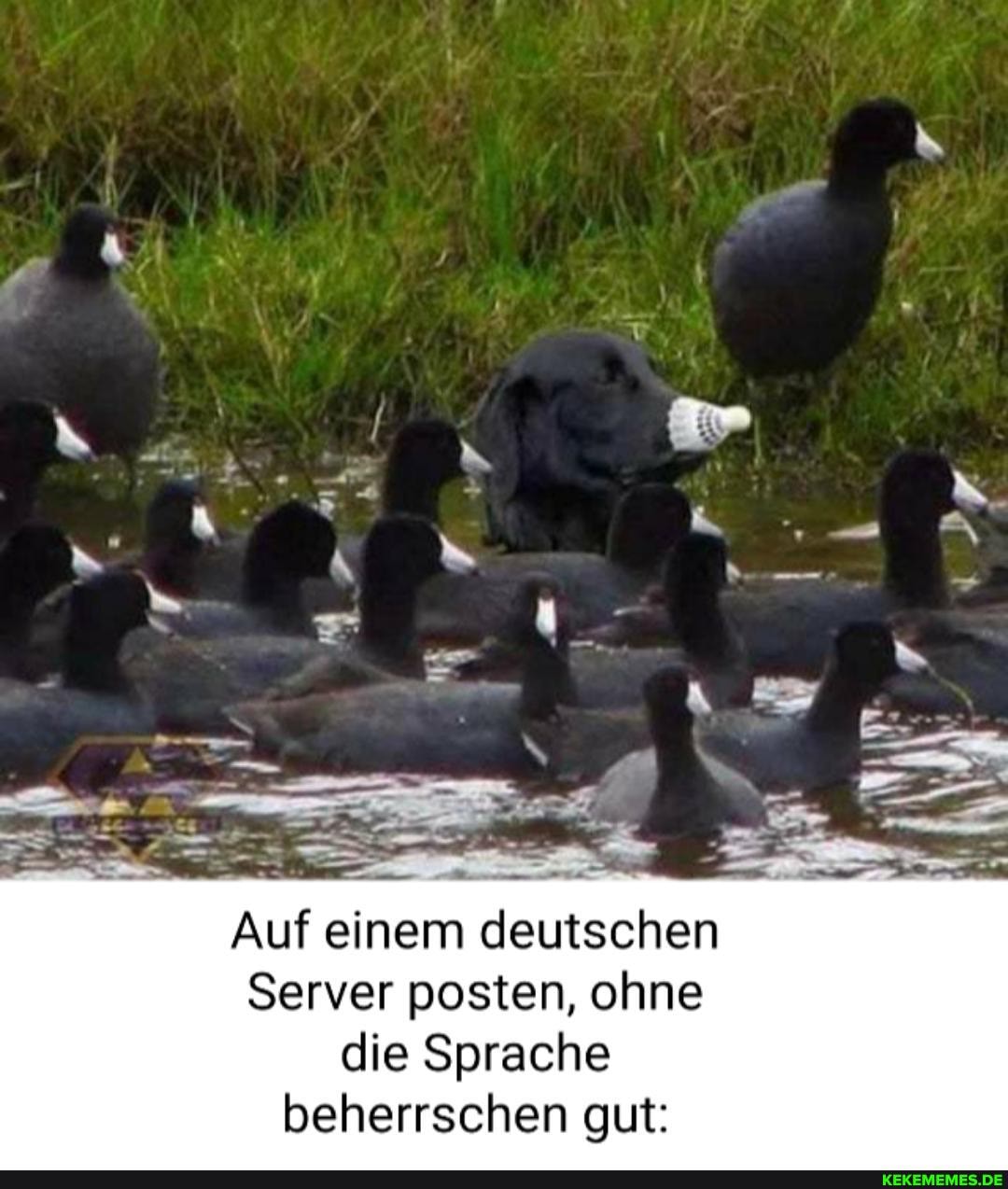 Auf einem deutschen Server posten, ohne die Sprache beherrschen gut: