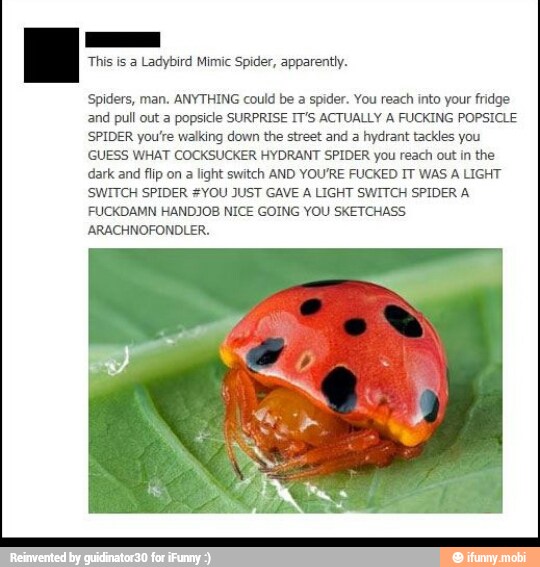 This is a Ladybird Mimic Spider, apparently.
Spiders, man. ANYTHING could be a spider. You reach into your fridge
and pull out a popsicle SURPRISE IT'S ACTUALLY A FUCKING POPSICLE
SPIDER you're walking down the street and a hydrant tackles you
(GUESS WHAT COCKSUCKER HYDRANT SPIDER you reach out in the
dark and flip on
a light switch AND YOU'RE FUCKED IT WAS A LIGHT
SWITCH SPIDER #YOU JUST GAVE A LIGHT SWITCH SPIDER A
FUCKDAMN HANDJOB NICE GOING YOU SKETCHASS.
ARACHNOFONDLER.