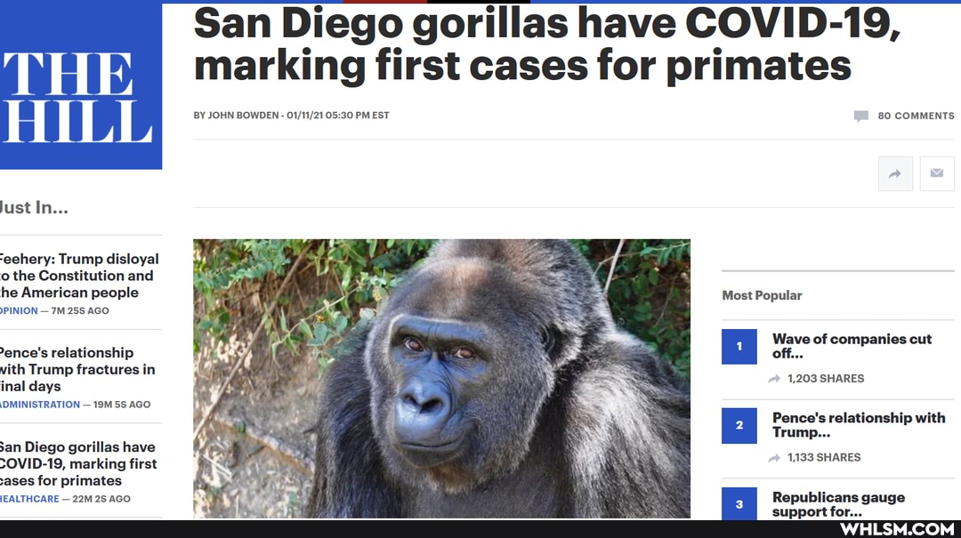 San Diego gorillas have COVID-19, marking first cases for primates
BY JOHN BOWDEN - 05 30 PM EST 80 COMMENTS
just In...
-eehery: Trump disloyal o the Constitution and he American people
PINION - AGO
Most Popular
Wave of companies cut off...
1,203 SHARES
Pence's relationship with
Trump...
1,133 SHARES
ence's relationship vith Trump fractures in inal days
\DMINISTRATION - 55 AGO
san Diego gorillas have
>OVID-19, marking first sases for primates iEALTHCARE - AGO
I Republicans gauge
