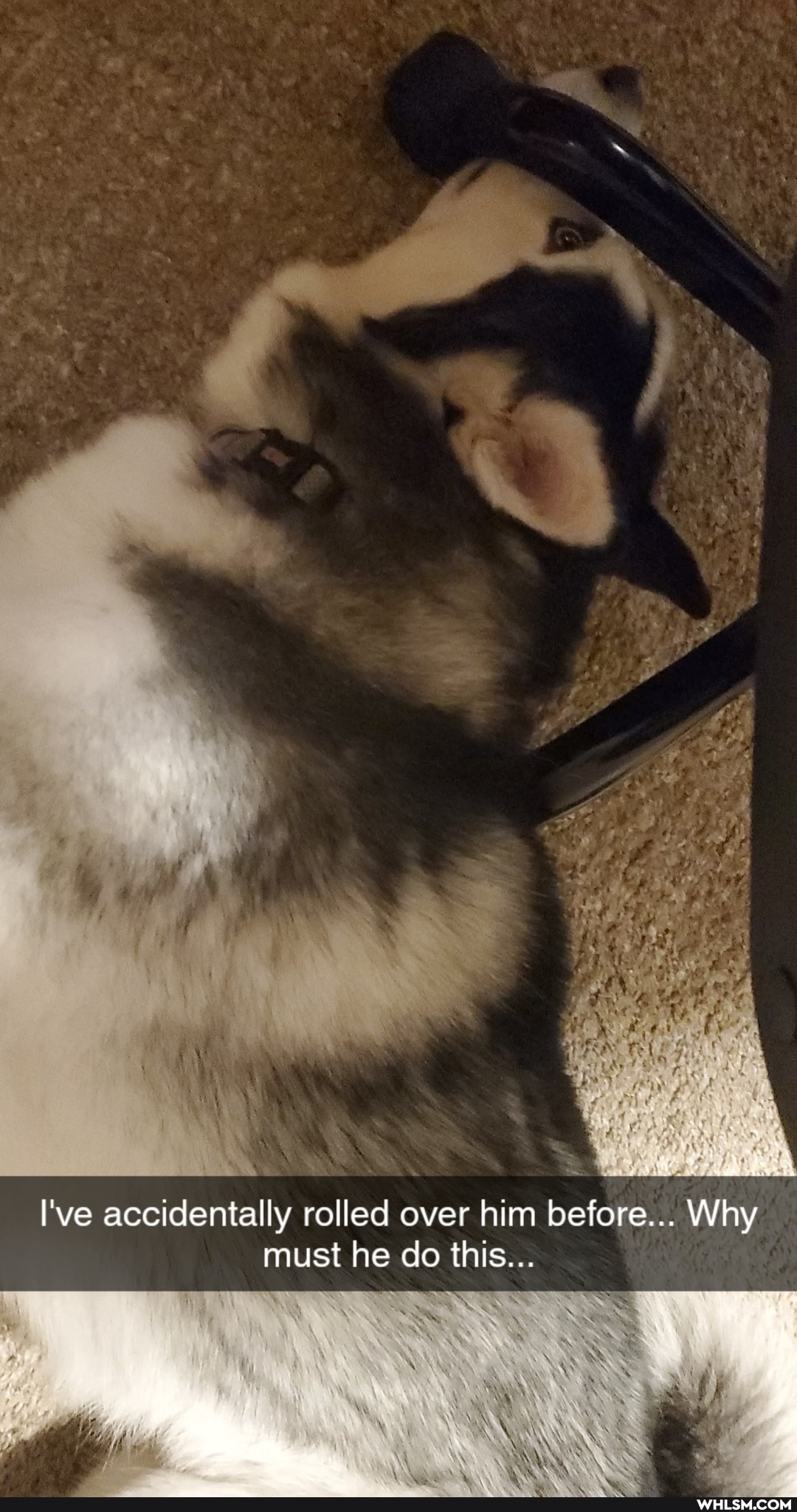 I've accidentally rolled over him before... Why must he do this...