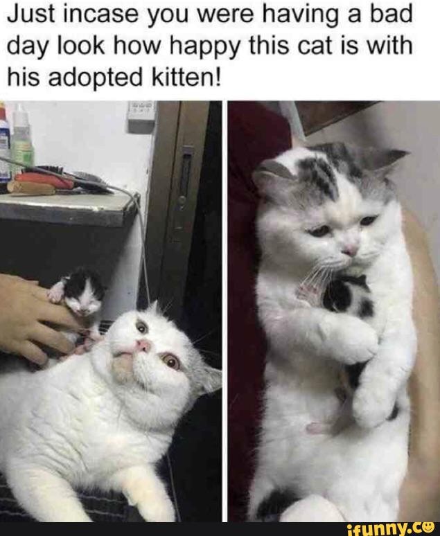 Just incase you were having a bad day look how happy this cat is with his adopted kitten!