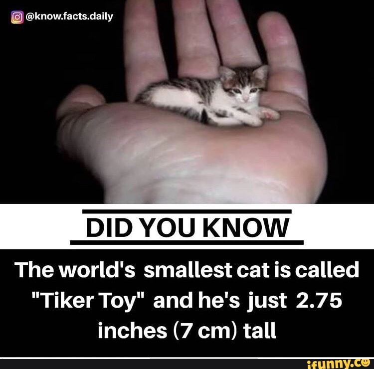 DID
YOU KNOW
The world's smallest cat is called
"Tiker Toy" and he's just 2.75
inches (7 cm) tall