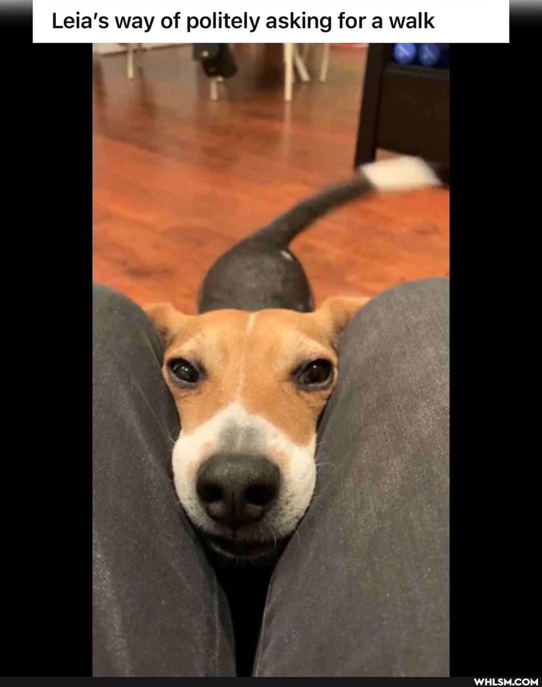 Leia's way of politely asking for walk