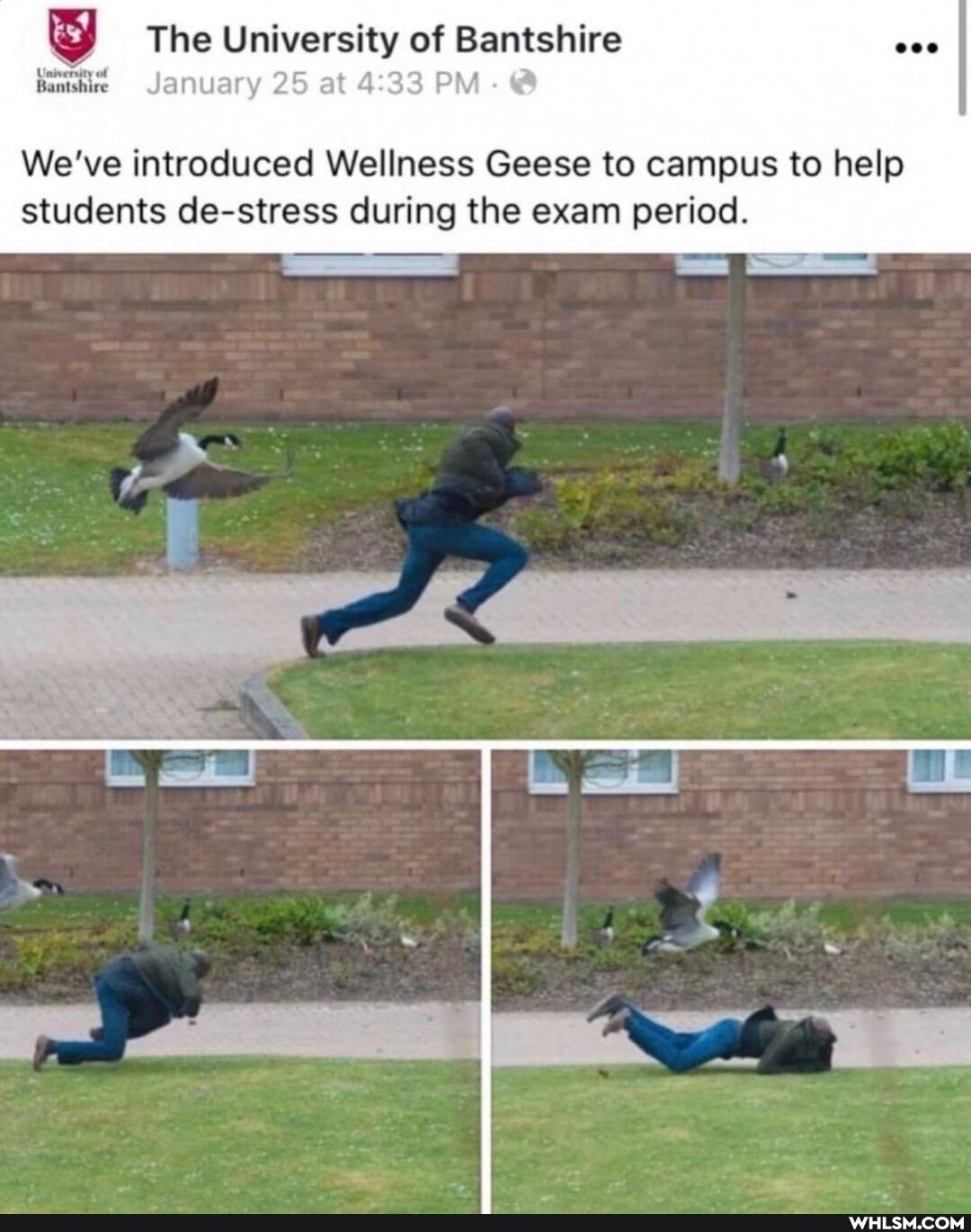 The University of Bantshire
Banshie January 25 at 33 Ph
We've introduced Wellness Geese to campus to help students de-stress during the exam period.
SS