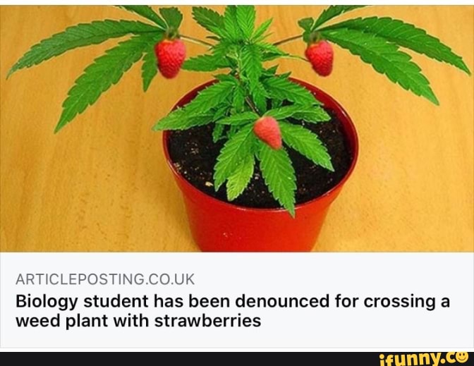 ARTICLEPOSTING.CO.UK
Biology student has been denounced for crossing a weed plant with strawberries