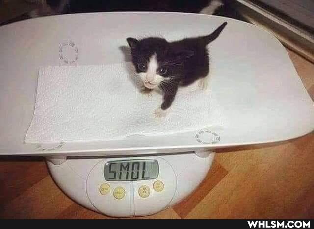 aww, dump, wholesome