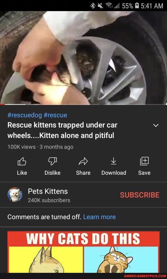 55%
AM
#rescuedog #rescue
Rescue kittens trapped under car vv wheels....Kitten alone and pitiful
100K views - 3 months ago
Like Dislike Share Download Save
Pets Kittens SUBSCRIBE
240K subscribers
Comments are turned off. Learn more
WHY CATS DO THIS