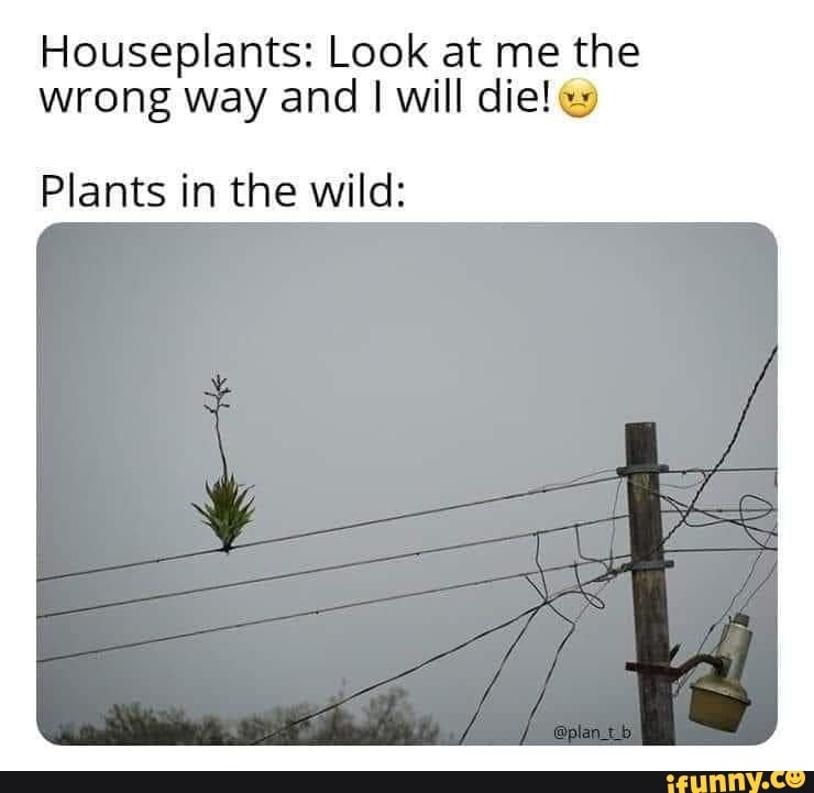Houseplants: Look at me the
wrong way and I will die! ey
Plants in the wild: