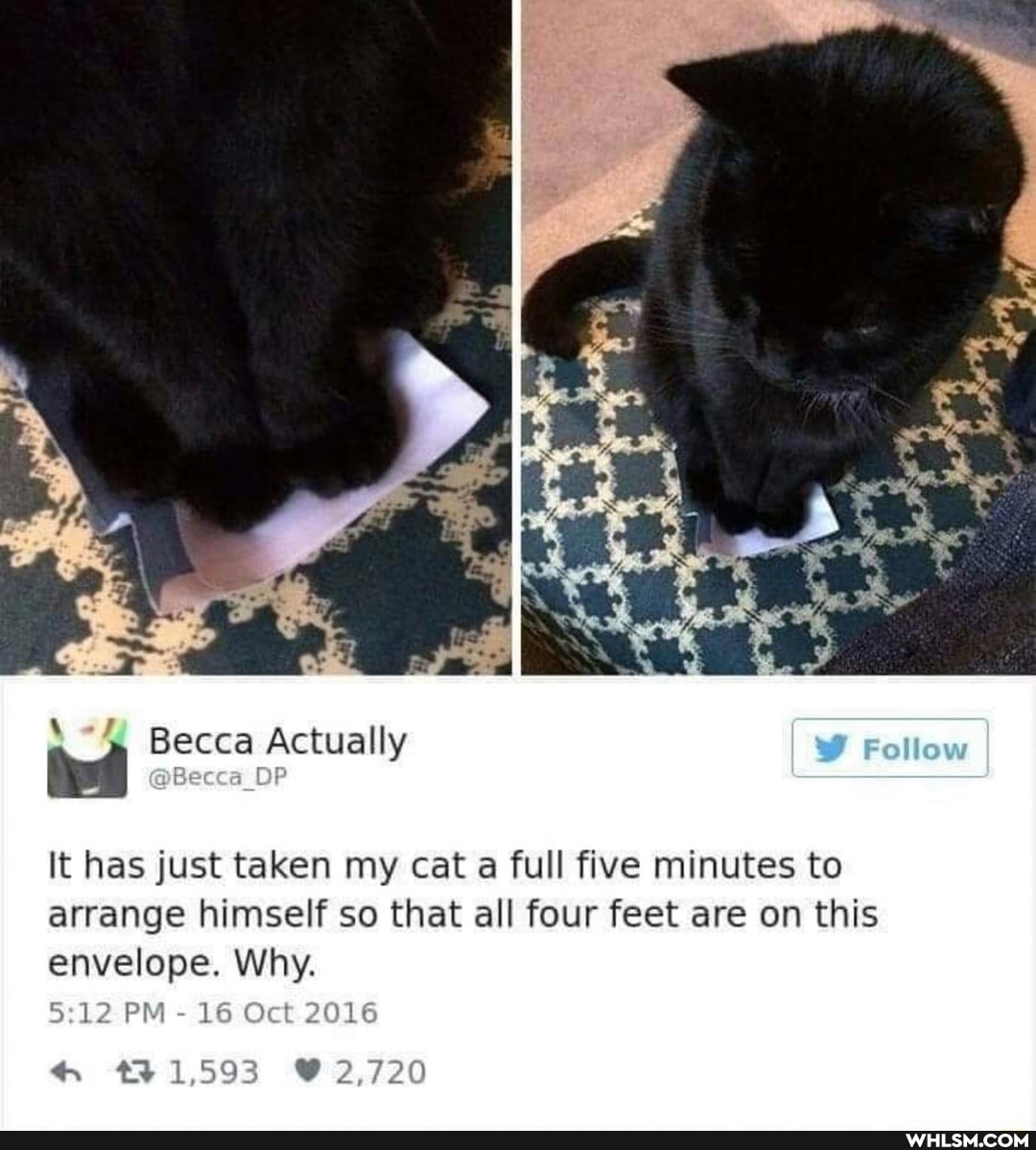 It has just taken my cat a full five minutes to arrange himself so that all four feet are on this envelope. Why.
Becca Actually
PM - 16 Oct 2016
720
242