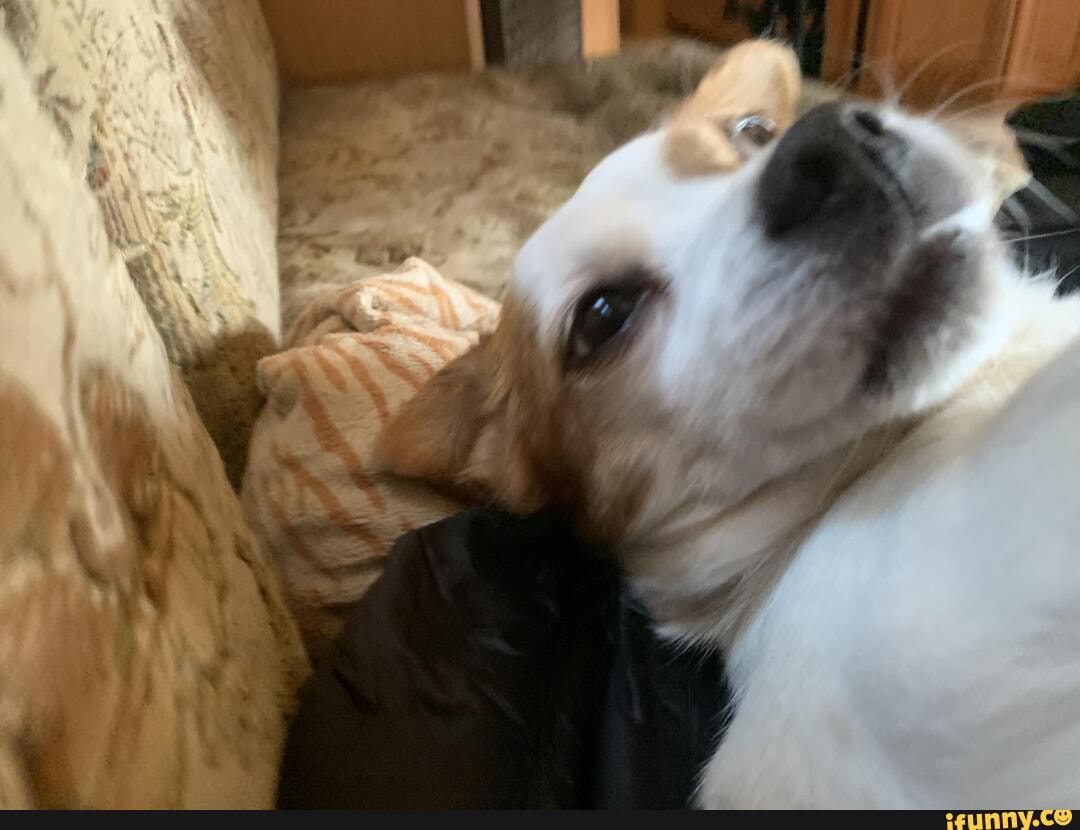 like, dog, kimi
