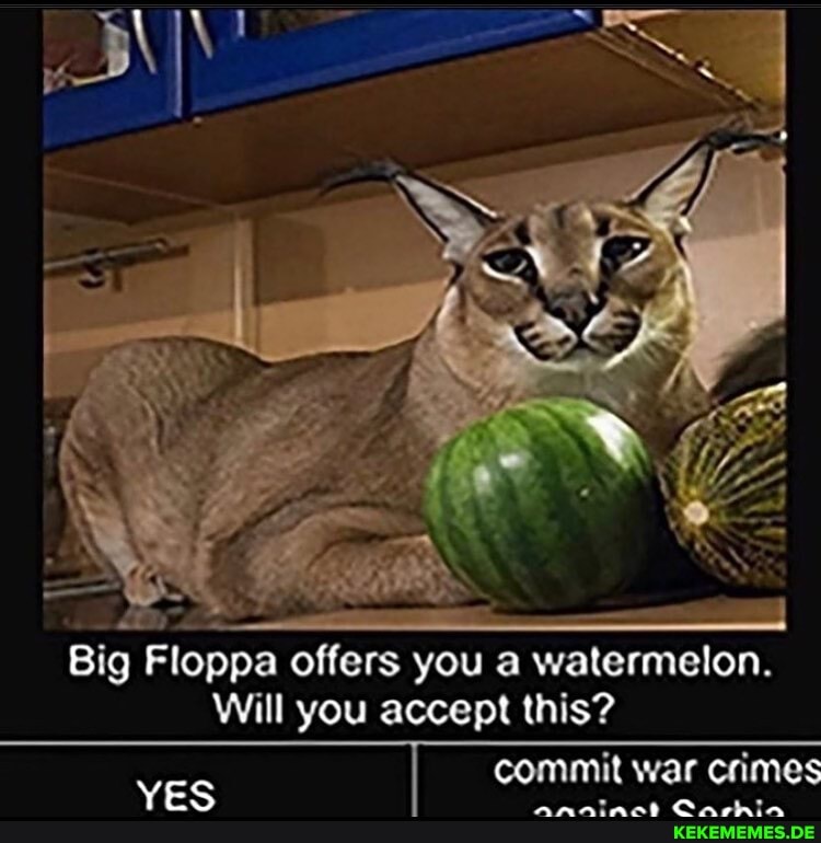 Big Floppa offers you a watermelon.
Will you accept this?
commit war crimes