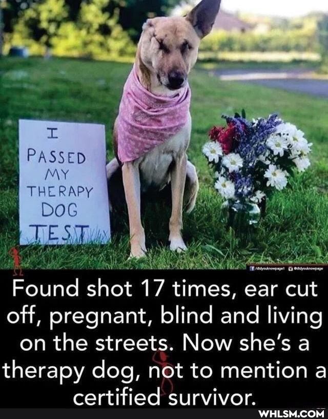 Found shot 17 times, ear cut off, pregnant, blind and living on the streets. Now she's a therapy dog, not to mention a