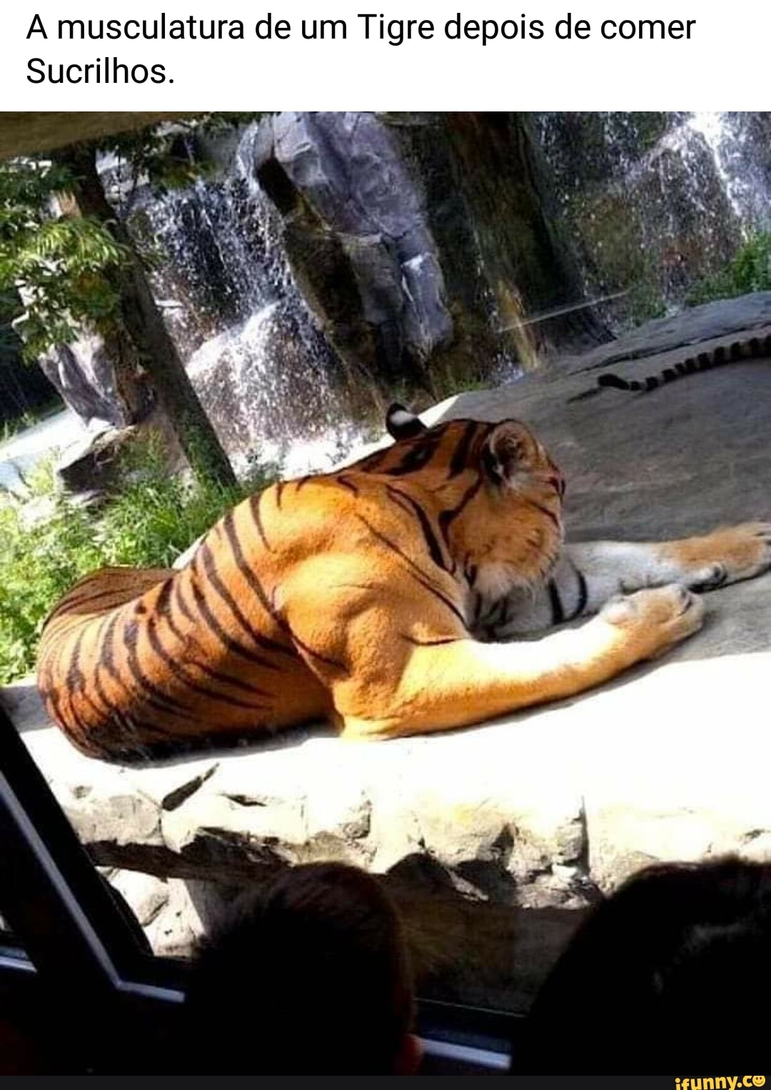 A musculatura de um Tigre depois de comer
Sucrilhos.