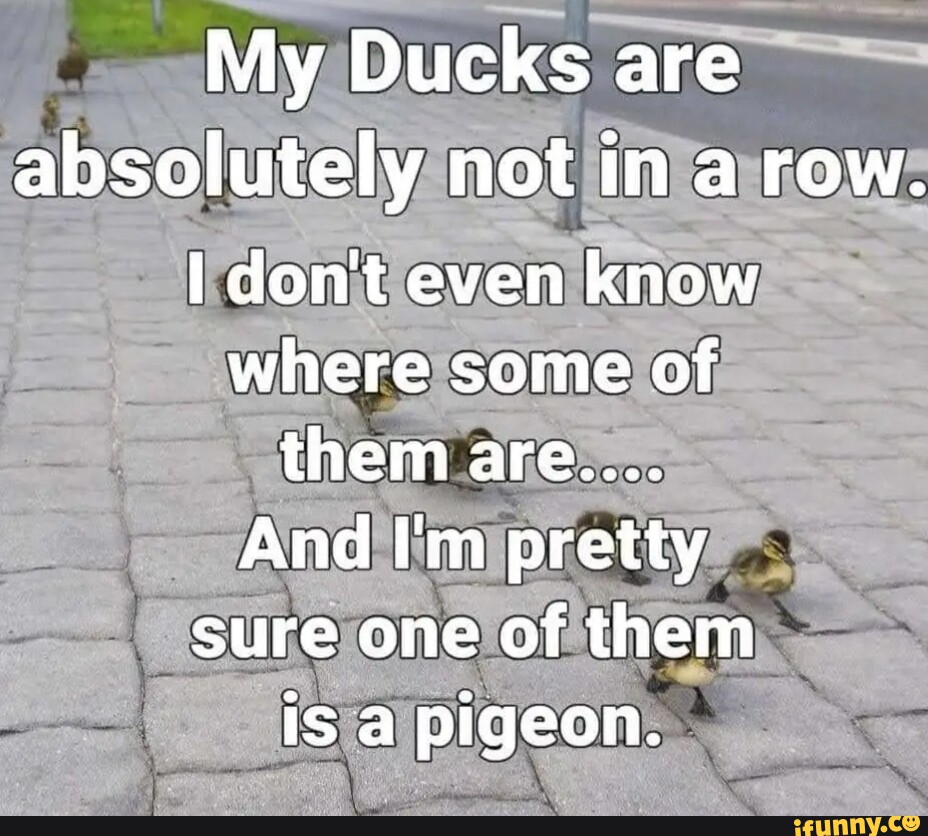 My Ducks are absolutely not in a row. I don't even know where some of ...