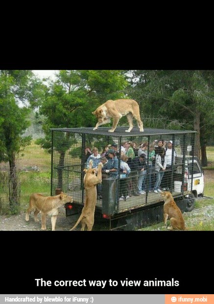 The correct way to view animals - The correct way to view animals