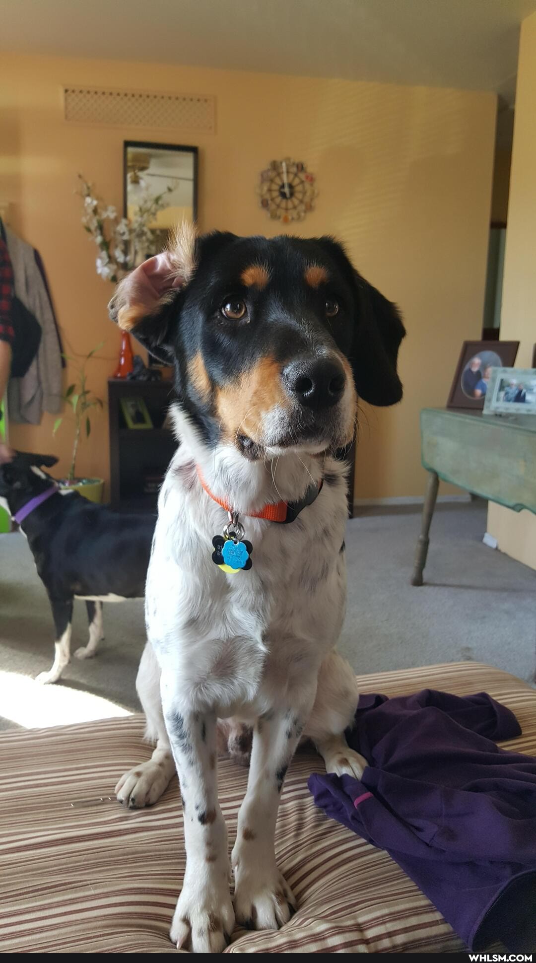 cute_animals, dogs