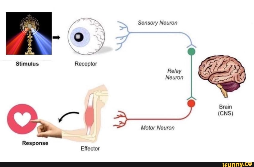 Stimulus Sensory Neuron Receptor Relay Neuron Brain (CNS} Motor Neuron ...