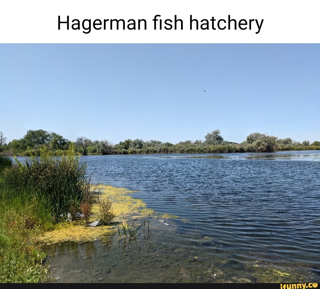 Hagerman fish hatchery iFunny