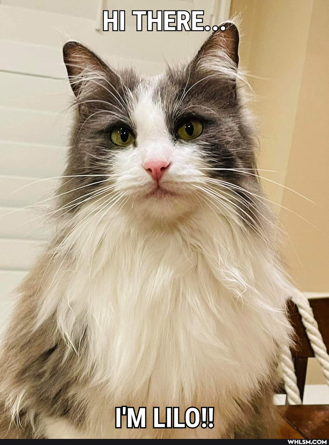 HI THERE...
I'M LILO!!