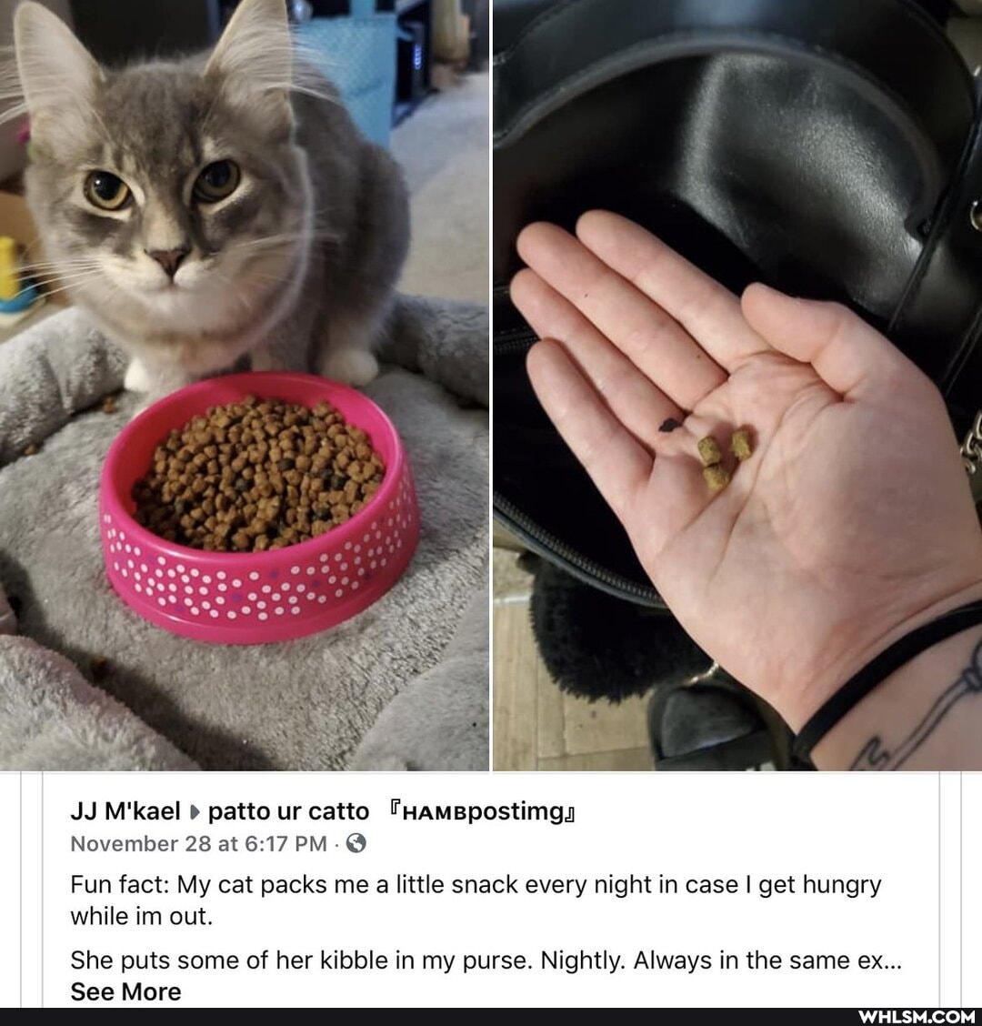 JJ M'kael patto ur catto THamBpostimgs
November 28 at PM: @
Fun fact: My cat packs me a little snack every night in case I get hungry while im out.
She puts some of her kibble in my purse. Nightly. Always in the same ex...