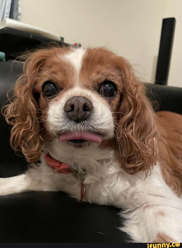 King_charles_spaniel memes. Best Collection of funny King_charles