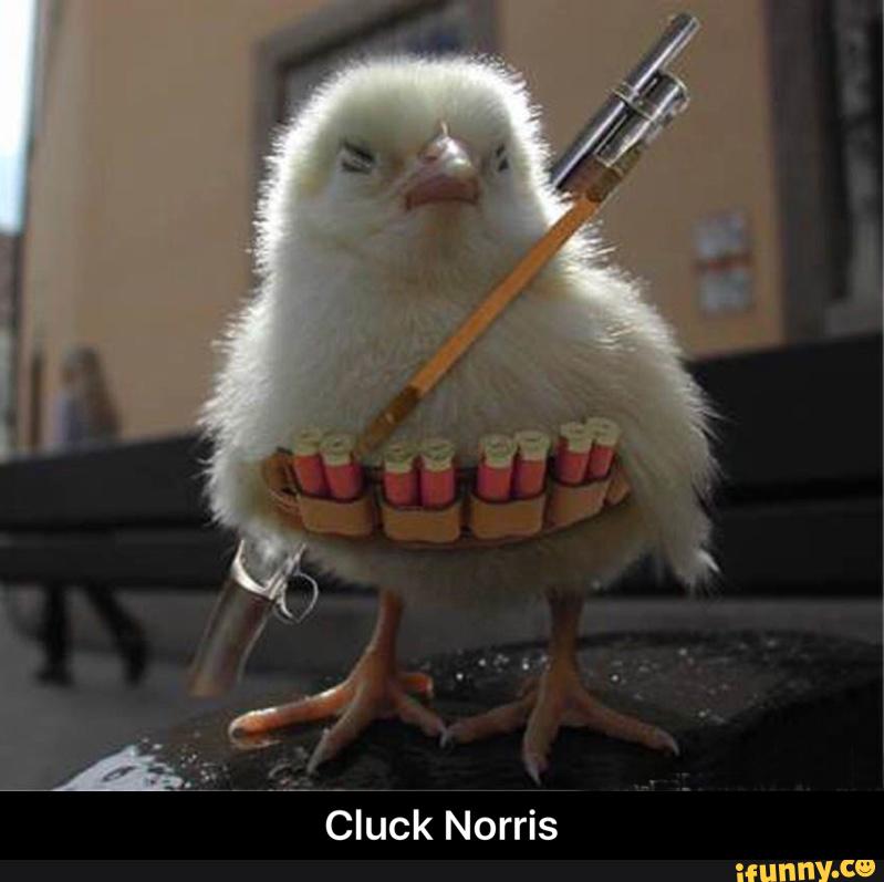 Cluck Norris