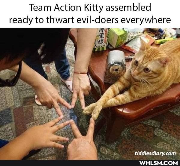 Team Action Kitty assembled ready to thwart evil- everywhere