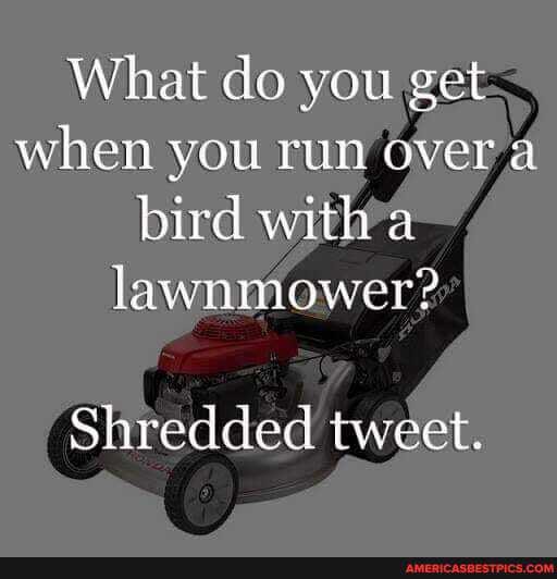 What do you get when you run over a bird with a lawnmower?
Shredded tweet.