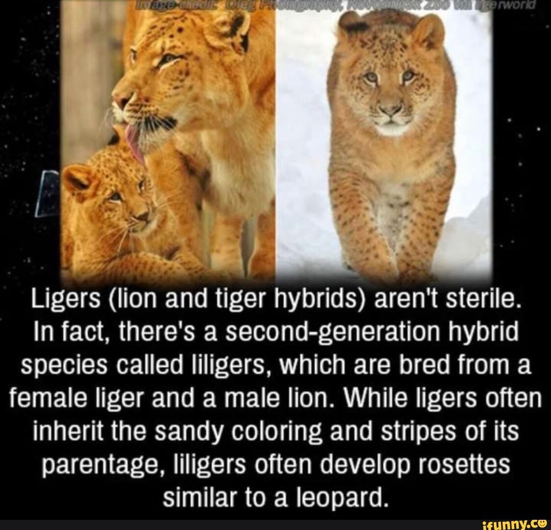 Ligers (lion and tiger hybrids) aren‘t sterile. In fact, there's a ...