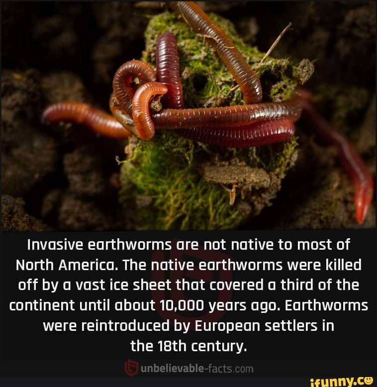Invasive earthworms are not native to most of North America. The native