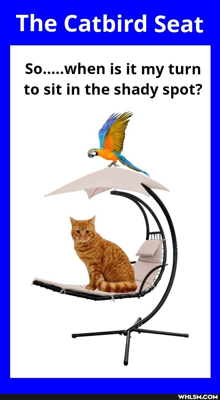 The Catbird Seat
when is it my turn to sit in the shady spot?