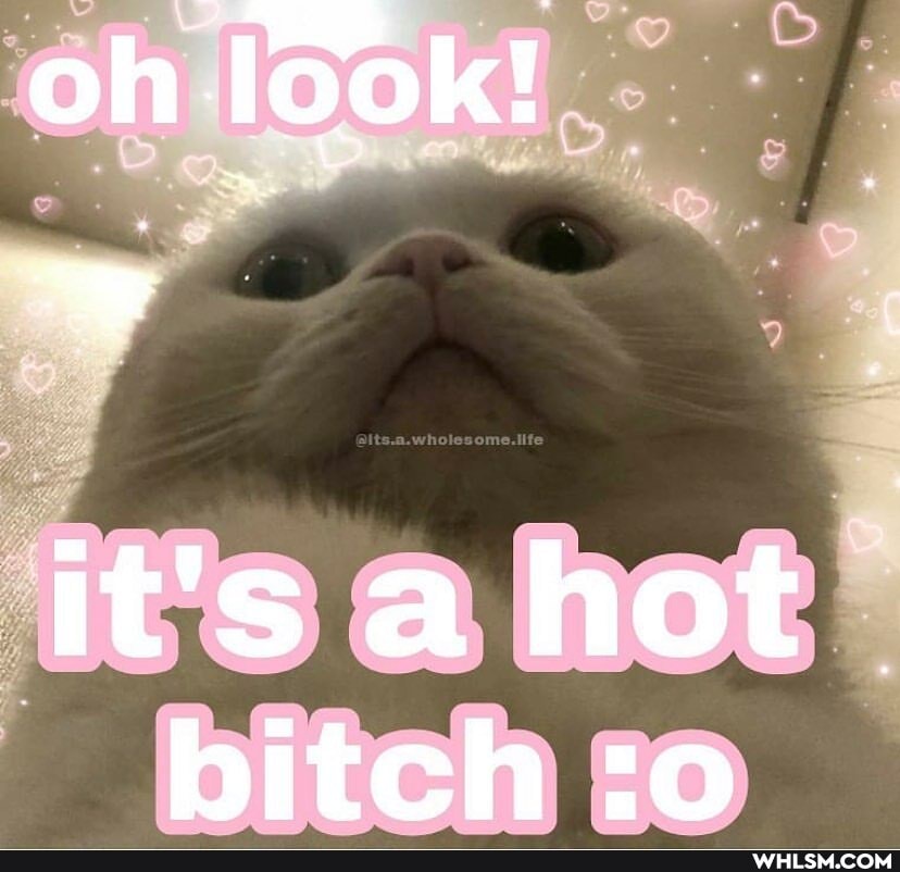 oh look!
it's a hot bitch :o