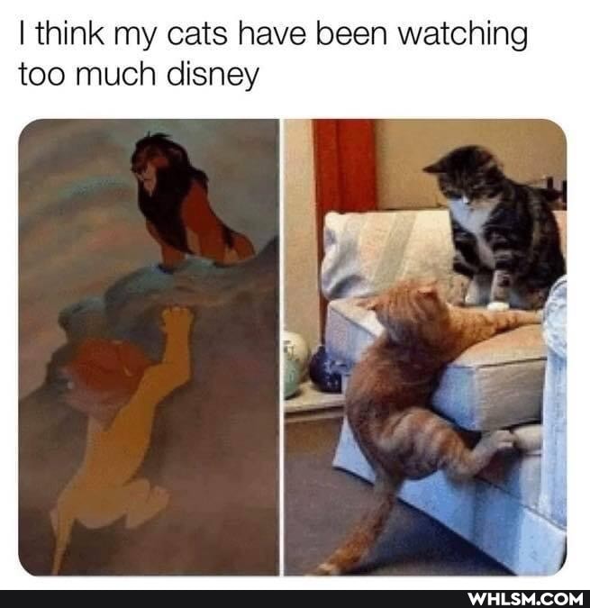 I think my cats have been watching too much disney