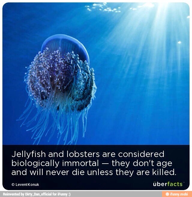 Jellyfish and lobsters are considered biologically immortal they don't