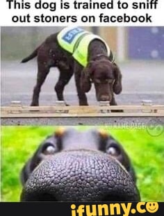 Stoner Dog Meme Blank