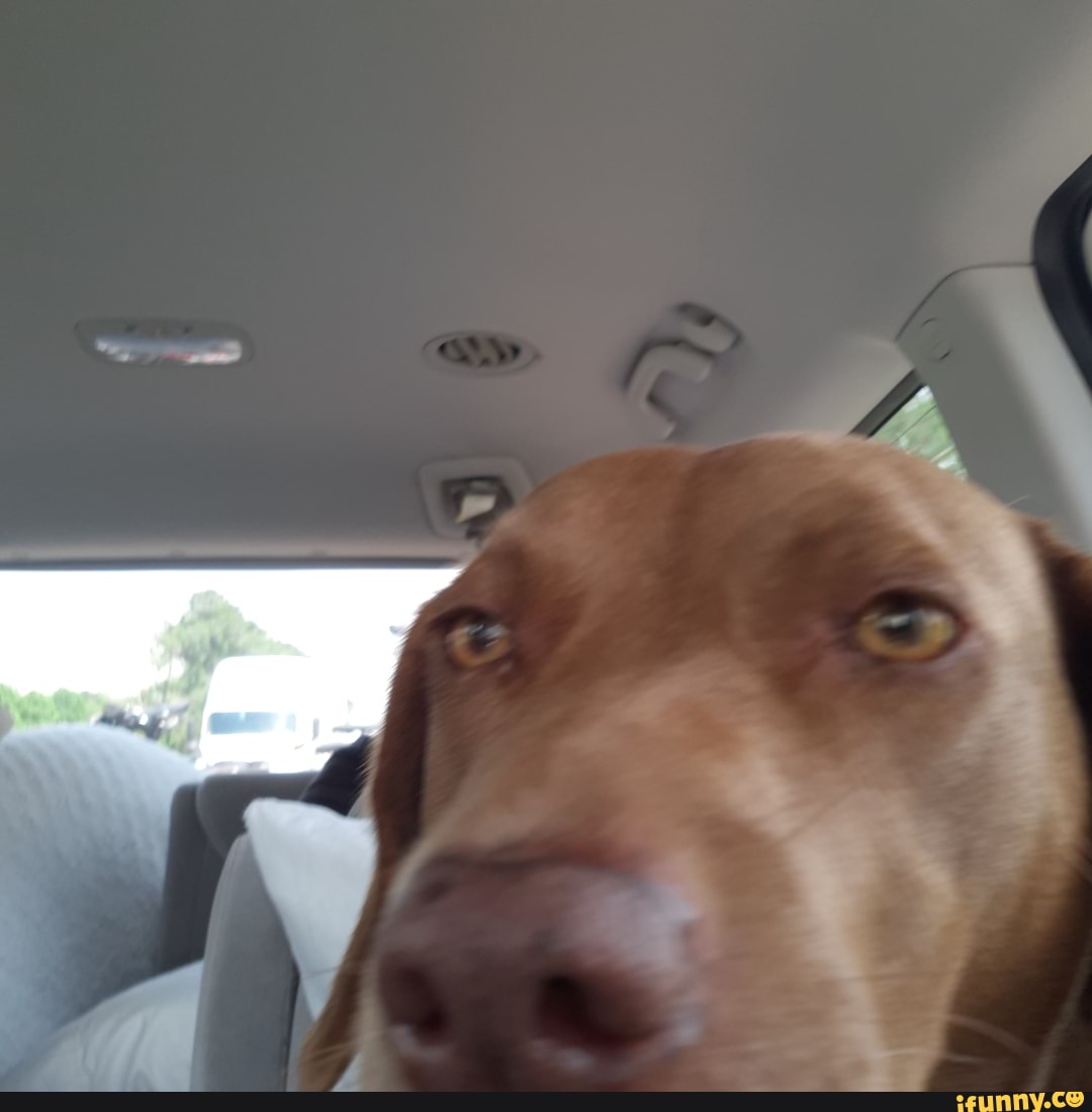 Cardog memes. Best Collection of funny Cardog pictures on iFunny